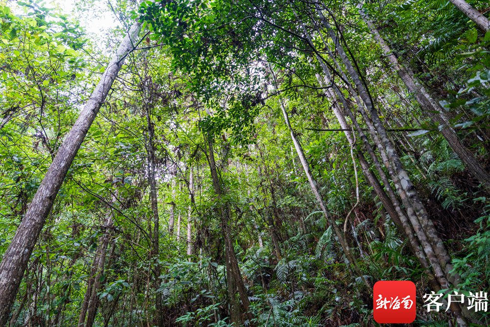 资料图:海南热带雨林国家公园尖峰岭片区.记者 曹志 摄