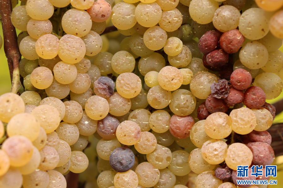 威代尔冰葡萄(11月17日摄).新华网杨荣选摄