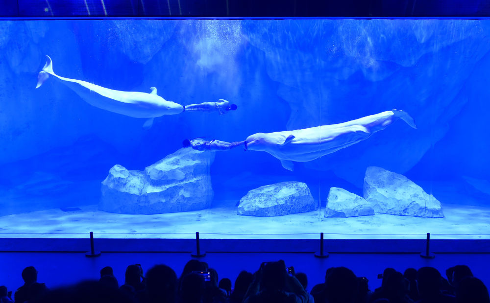 11月17日,郑州海昌海洋公园极地动物馆内,工作人员和白鲸进行水下表演