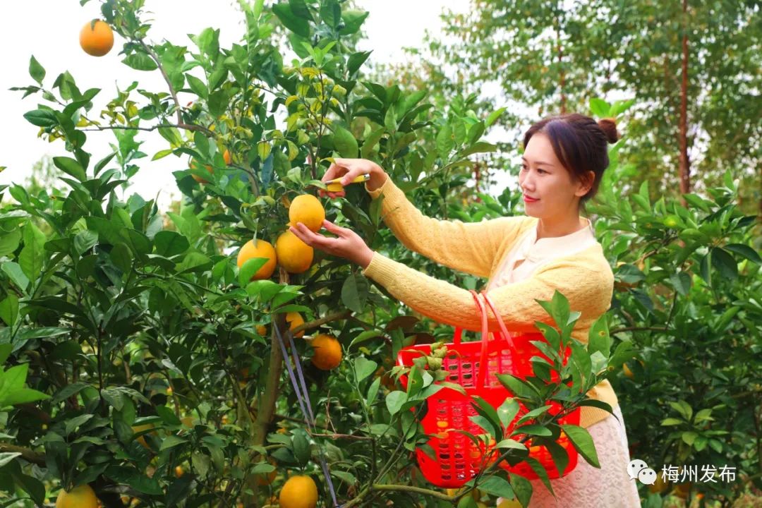 游客在果园中体验脐橙采摘乐趣.