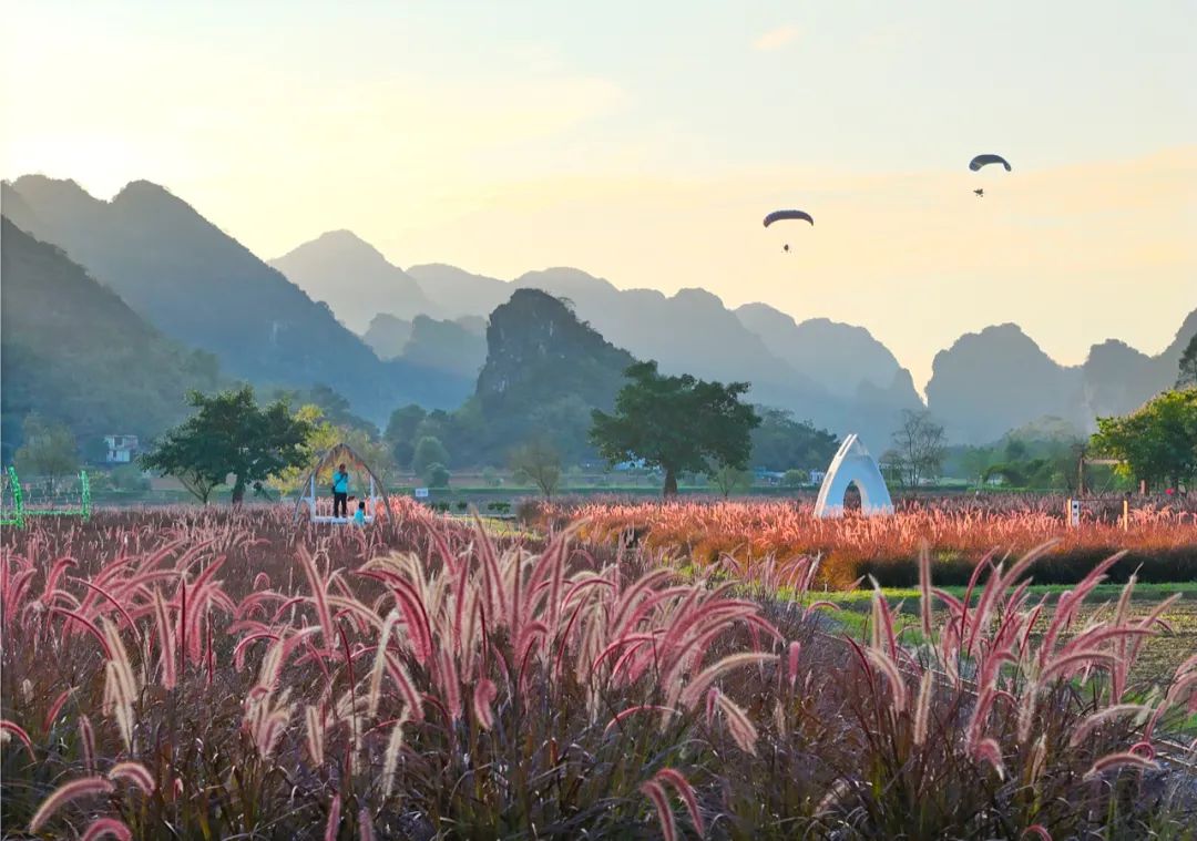 2023年11月15日,英德市九龙镇河头村,狗尾巴草与英西峰林相映成趣.