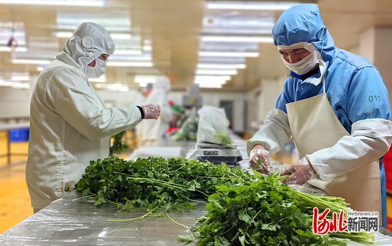 11月14日,在河北兴芦农业科技集团有限公司的净菜加工车间,工作人员对
