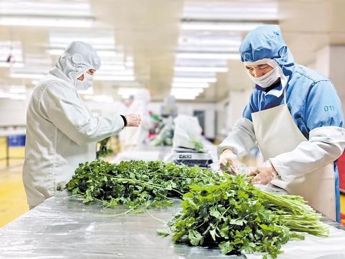 在河北兴芦农业科技集团有限公司的净菜加工车间,工作人员对蔬菜进行