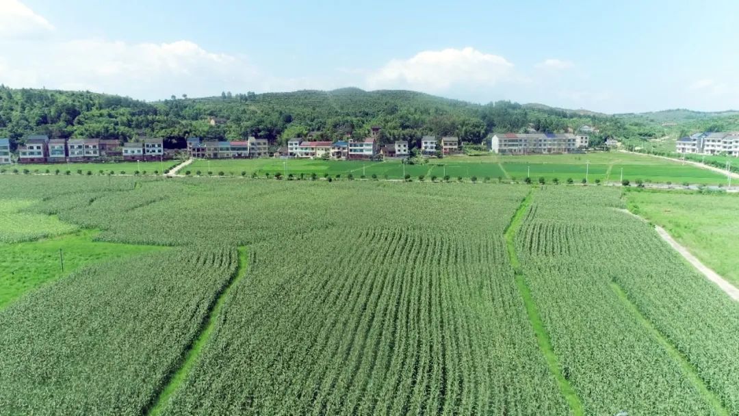 茶陵县严塘镇田心村.图源:茶陵融媒