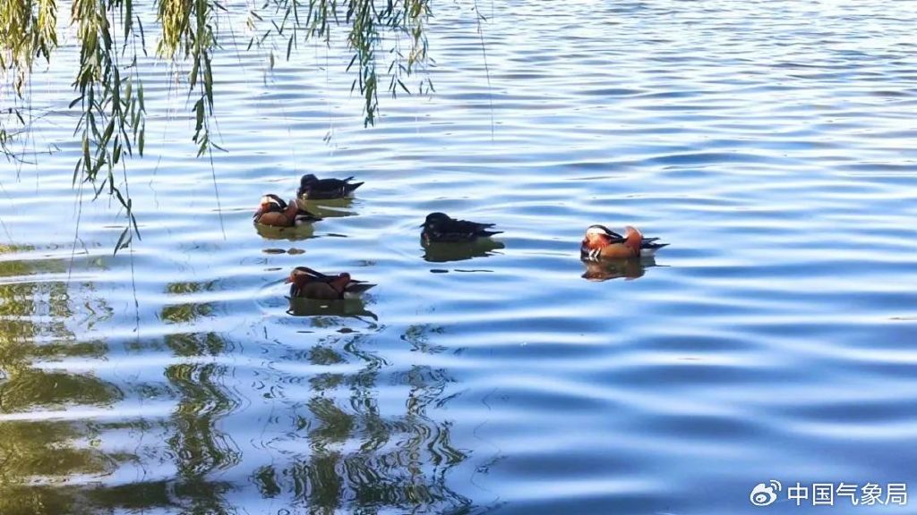 圆明园内五只休息的鸳鸯&nbsp; 摄影:黄奕廷