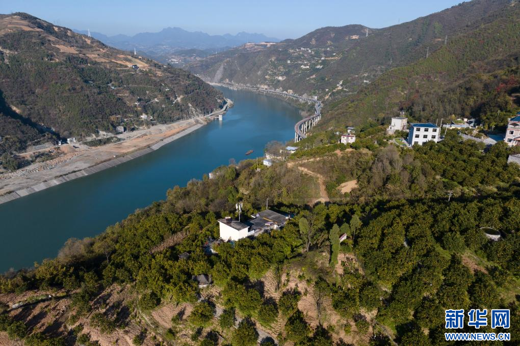 这是旬阳市吕河镇冬青树村的狮头柑果园(11月20日摄,无人机照片).