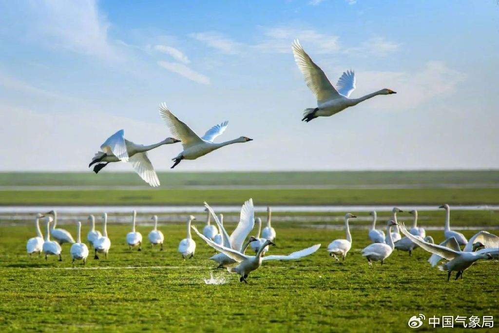 鄱阳湖候鸟&nbsp; 摄影:傅建斌 陈扶南