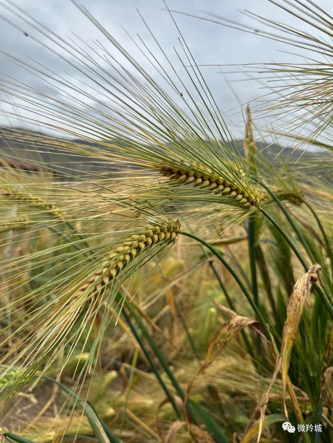 【甘快看】一枚高原青稞的"漂洋过海"记
