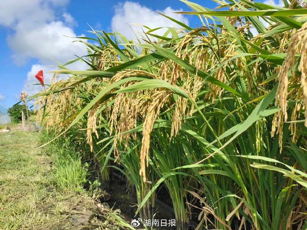 改写这个岛国历史湖南杂交水稻又立功了