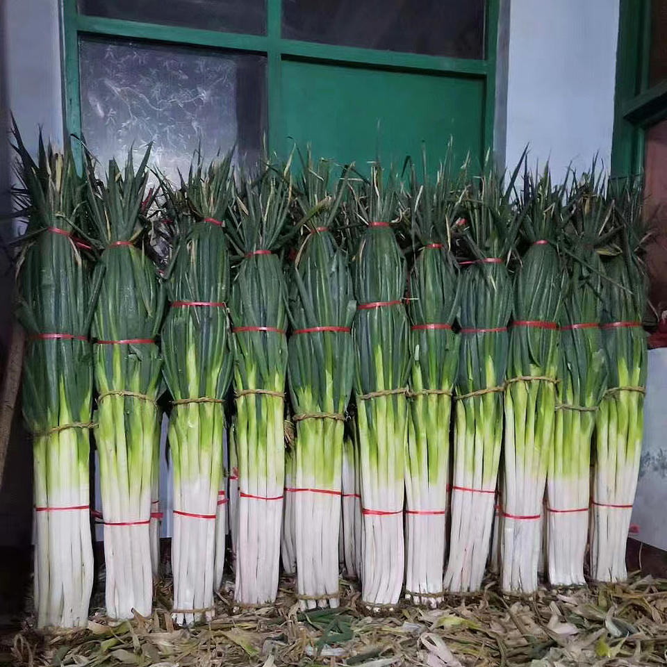 图为济南市章丘区王金村刚刚采收的章丘大葱.图片由受访者提供.