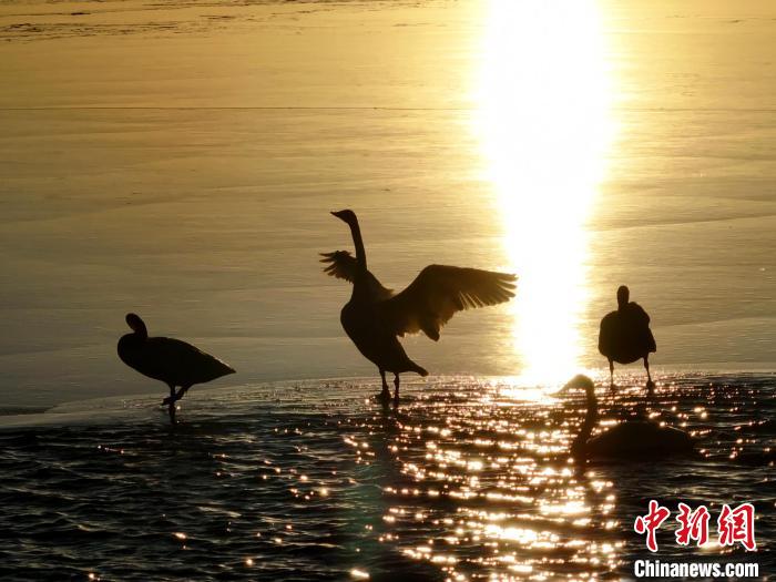 青海湖大天鹅迁徙而来 沐浴游弋宛若仙子