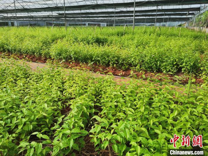 江西省抚州市广昌县赤水镇内种植的中药材.谢文良摄