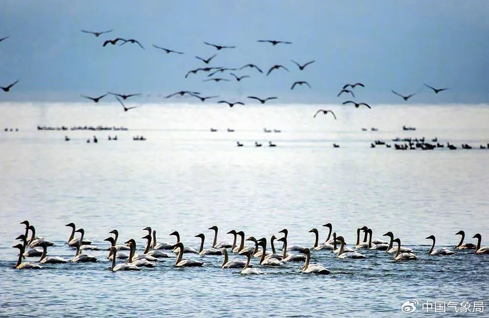 鄱阳湖候鸟&nbsp; 摄影:傅建斌 陈扶南
