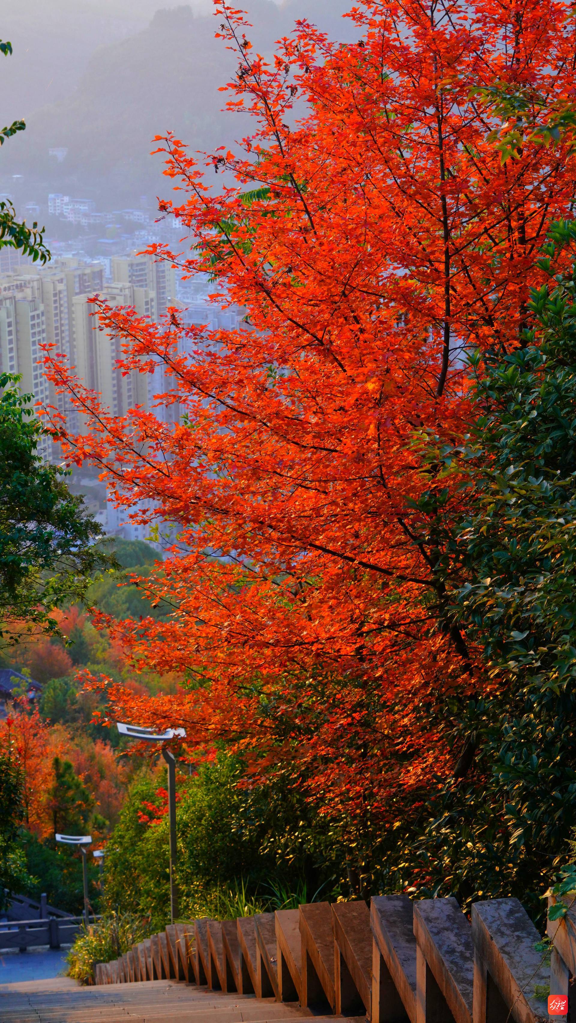 【视图||铜游记】沿河:满山红叶映白塔