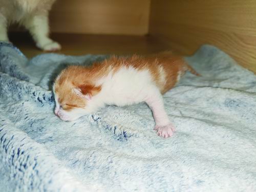 首只全流程国产克隆猫诞生