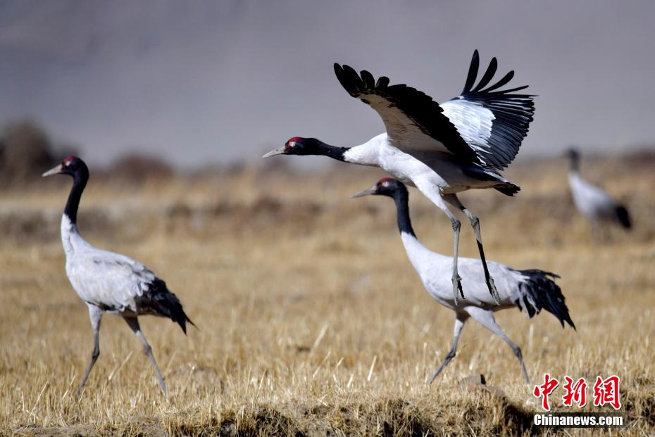 图为11月21日,西藏日喀则市桑珠孜区边雄乡,黑颈鹤在田间觅食,嬉戏.