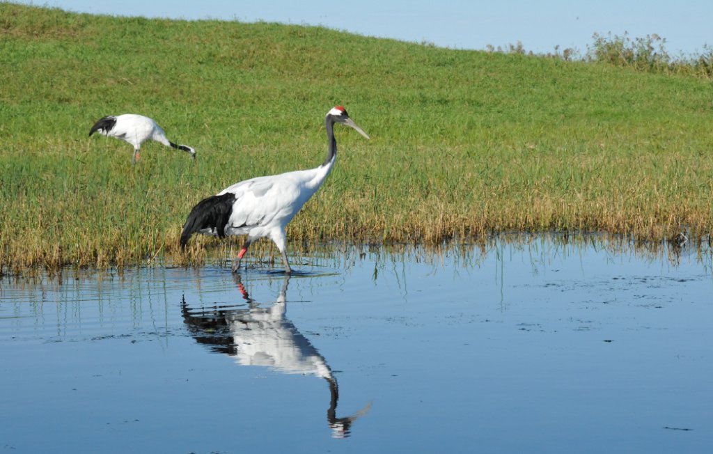 黑龙江扎龙国家级自然保护区内的丹顶鹤  摄影:史国庆