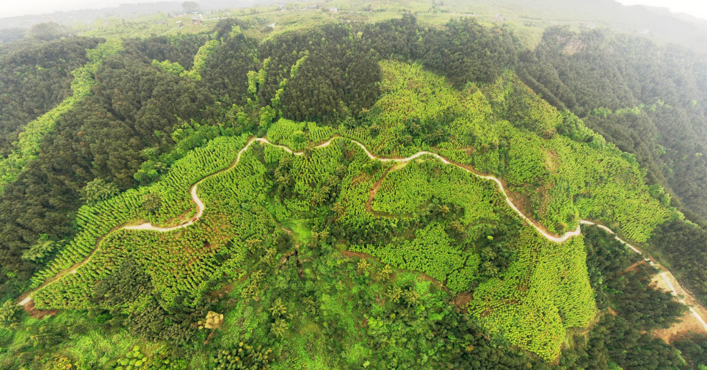 重庆因地制宜探索森林可持续经营新模式。市林业局供图