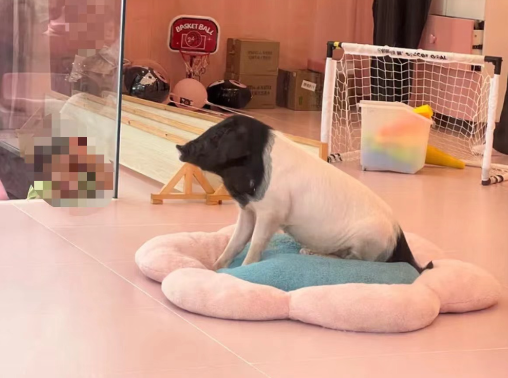 &ldquo;金华两头乌猪&rdquo;在房间内展示 图片来源：公司官网