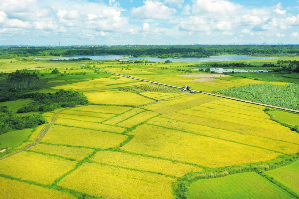 龙华区龙泉镇新联村金灿灿的冷泉水稻田连接成片,勾勒出一幅美丽的