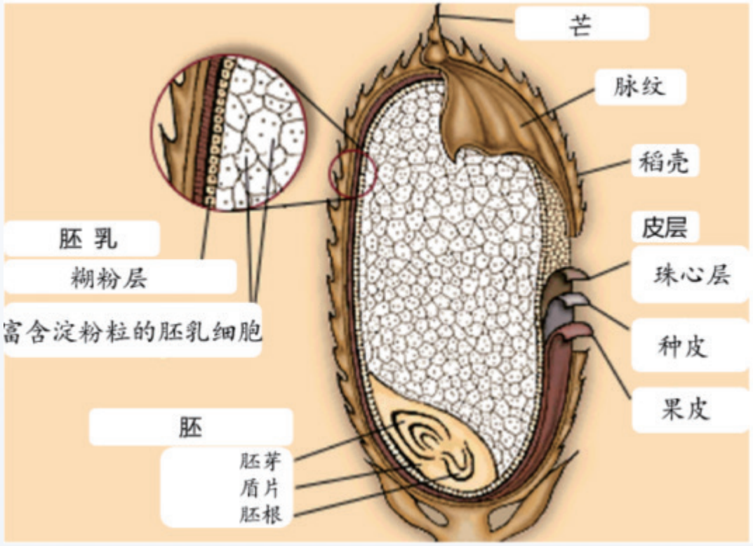 稻谷清理是为了去除砂石,金属,杂草种子等杂质,砻谷是剥除稻谷的外壳