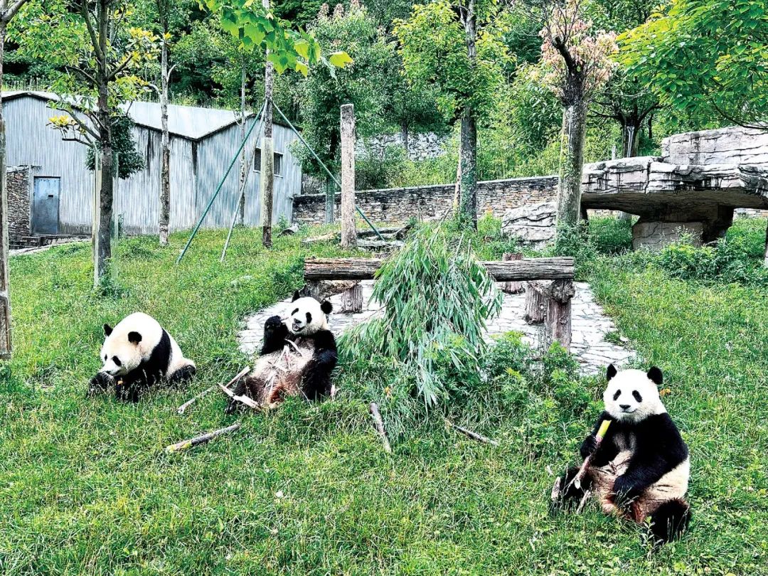 中国大熊猫保护研究中心卧龙神树坪基地的大熊猫们(黄山 摄)
