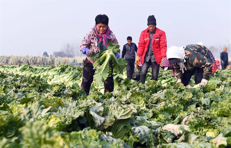 11月21日,在大城县南赵扶镇申五台村白菜种植基地,农民在收获白菜.