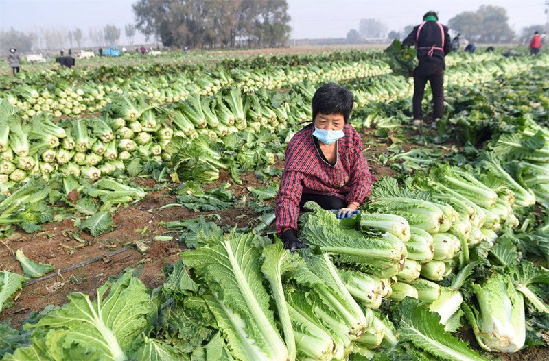 11月21日,在大城县南赵扶镇申五台村白菜种植基地,农民在收获白菜.