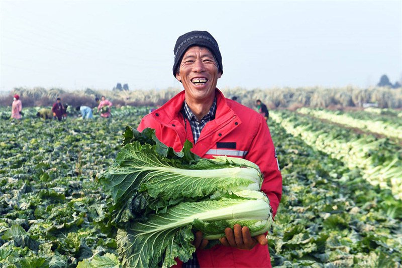 11月21日,在大城县南赵扶镇申五台村白菜种植基地,农民展示收获的白菜