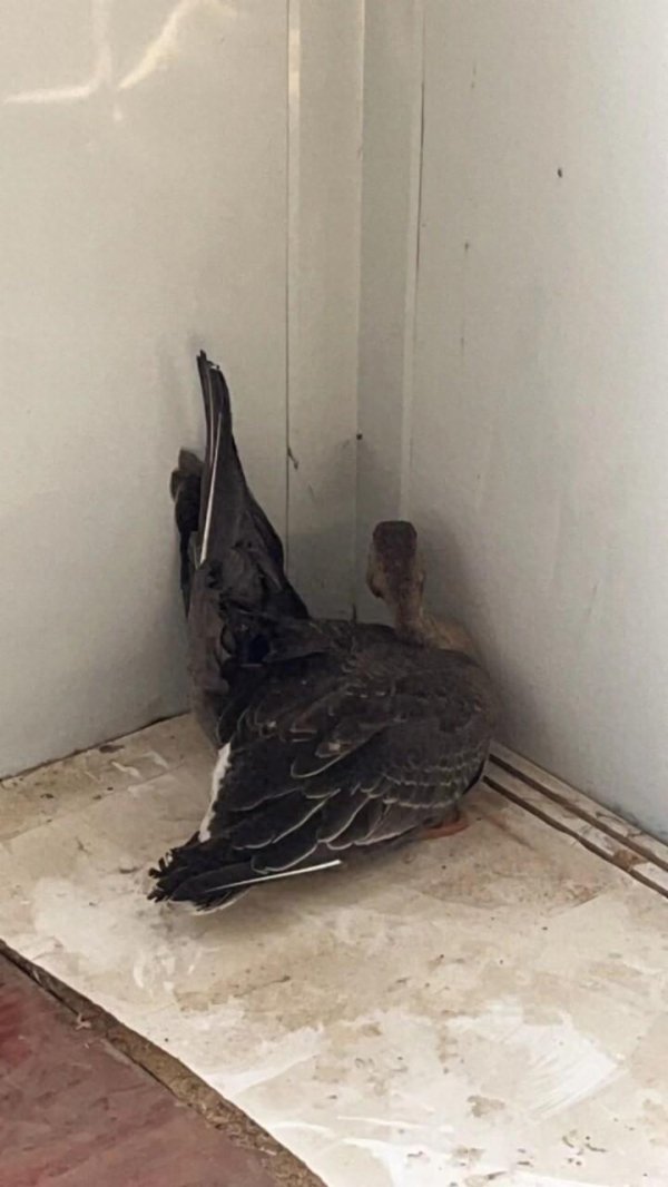 受伤的灰雁翅膀不能活动.(图片由山海关公安分局提供)