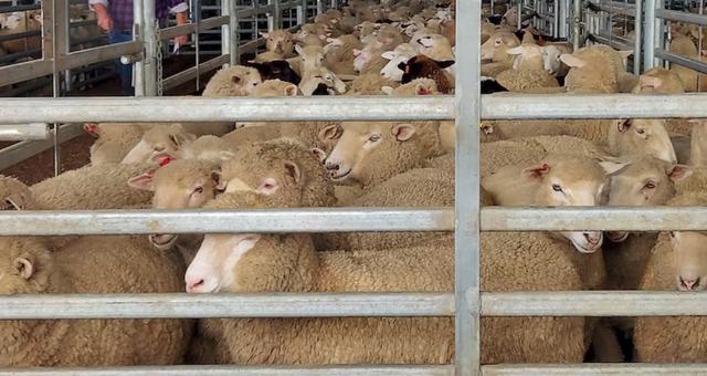 据澳大利亚肉类及畜牧业协会(mla)数据,今年澳大利亚的总体羊群养殖
