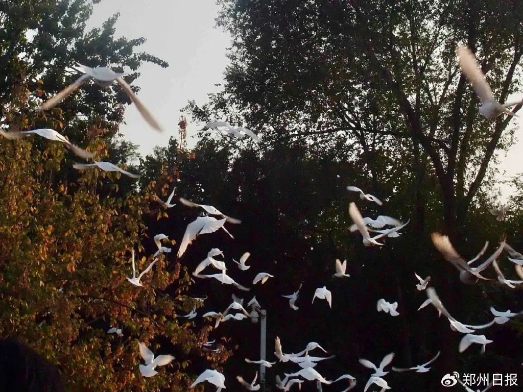 心底是无限的宁静耳边仿佛响起了《布拉格广场》中的"那群白鸽背对着