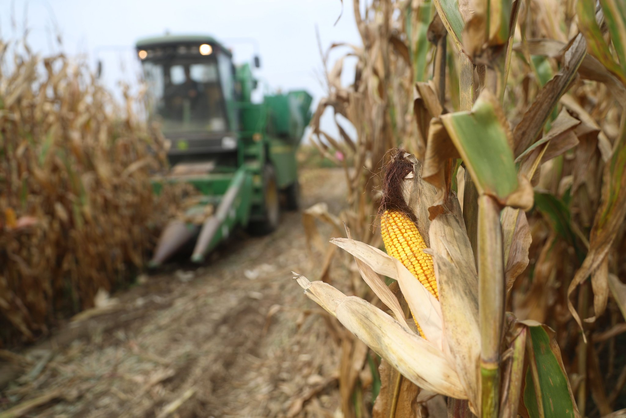 当好国家粮食安全"压舱石"——来自东北三省农业一线的最新观察