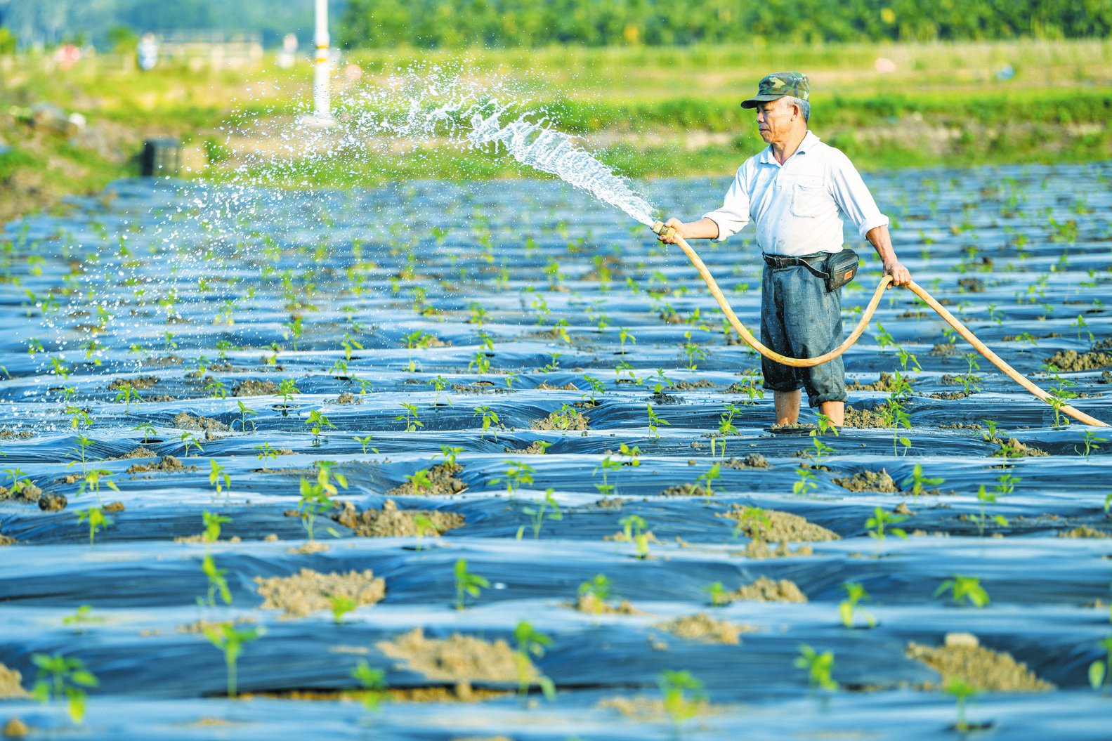 11月22日,菜篮子大荒洋蔬菜种植基地内,工作人员正在瓜菜地里浇水.