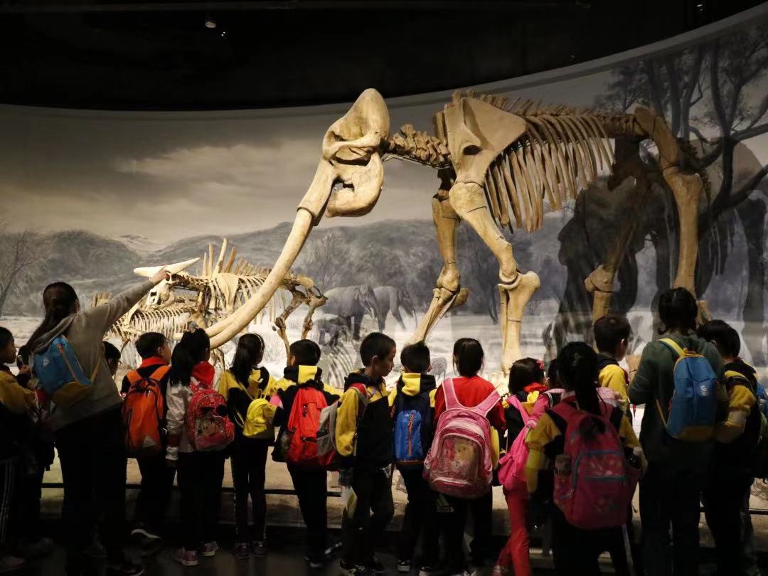 孩子们在博物馆内看恐龙化石.江苏汤山国际旅行社供图