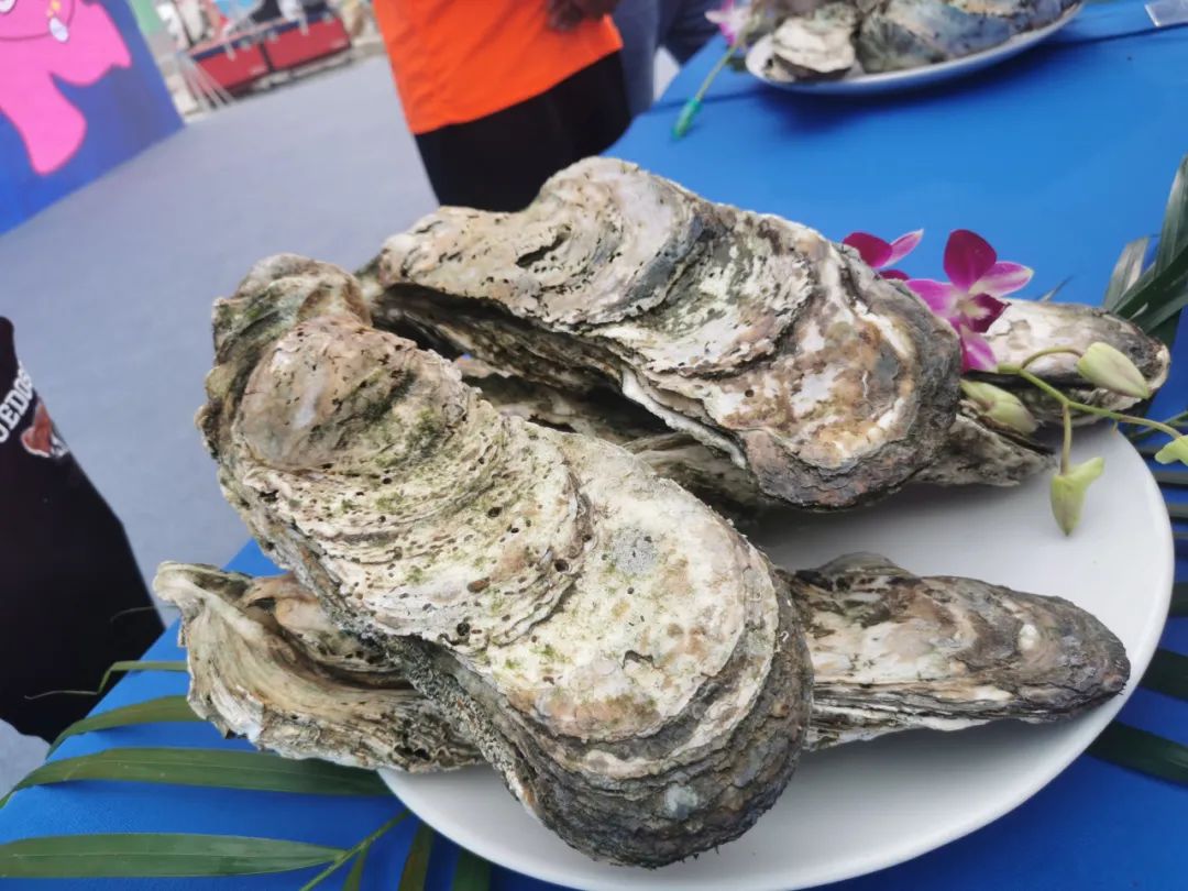 今年这个蚝王蚝气冲天