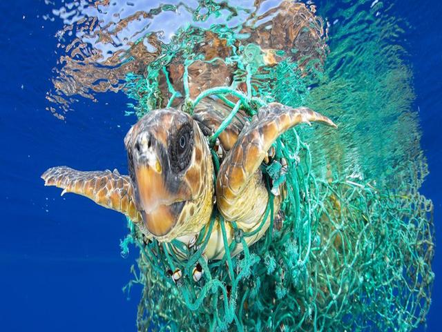 被"幽灵渔具"困住的海龟.世界动物保护协会供图