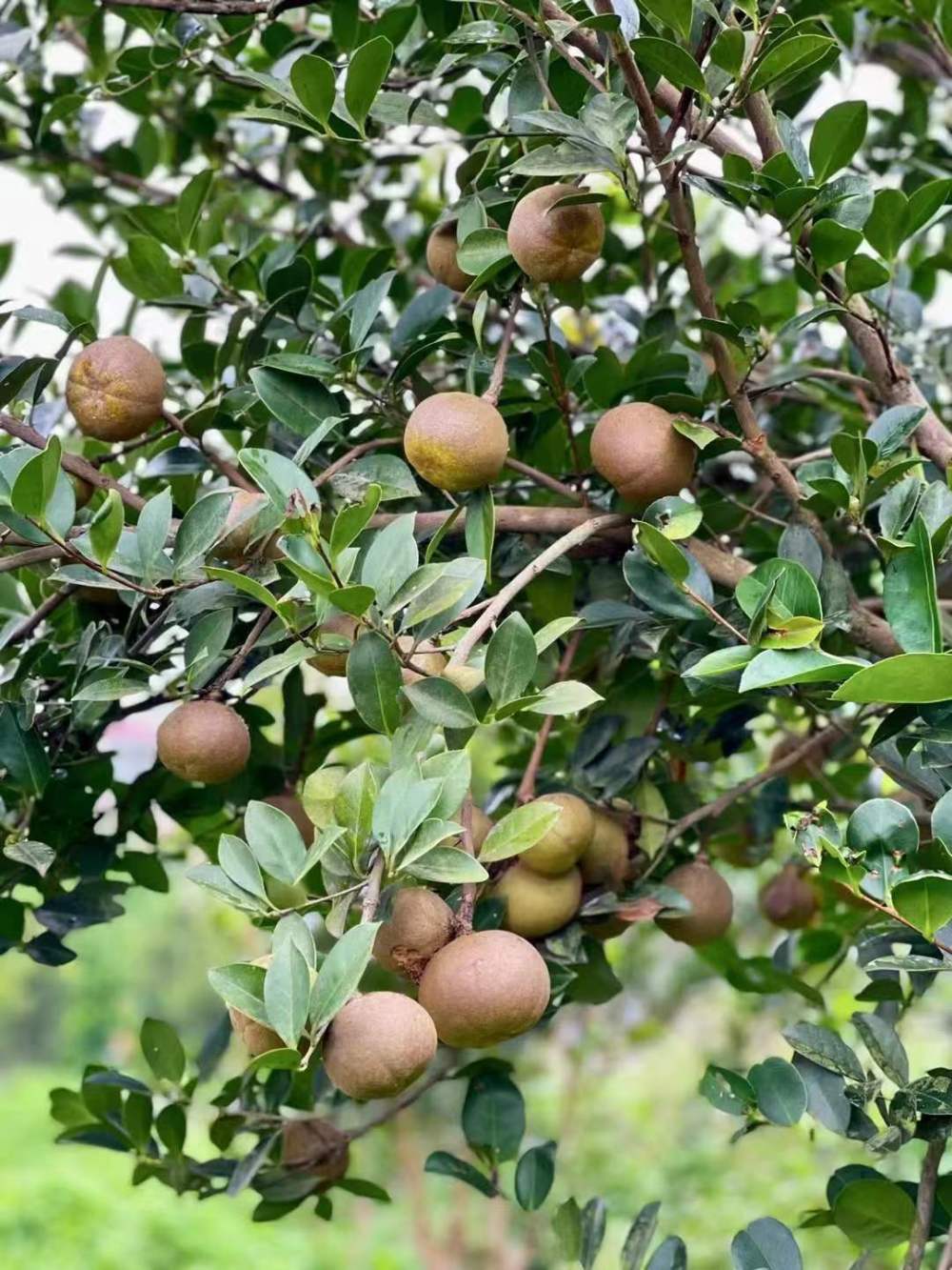 这是2023年11月21日在海南省琼海油茶有机种植技术试验基地拍摄的山柚