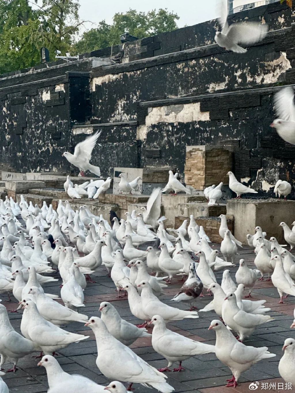 紫荆山公园的白鸽,是懂浪漫的_新浪财经_新浪网