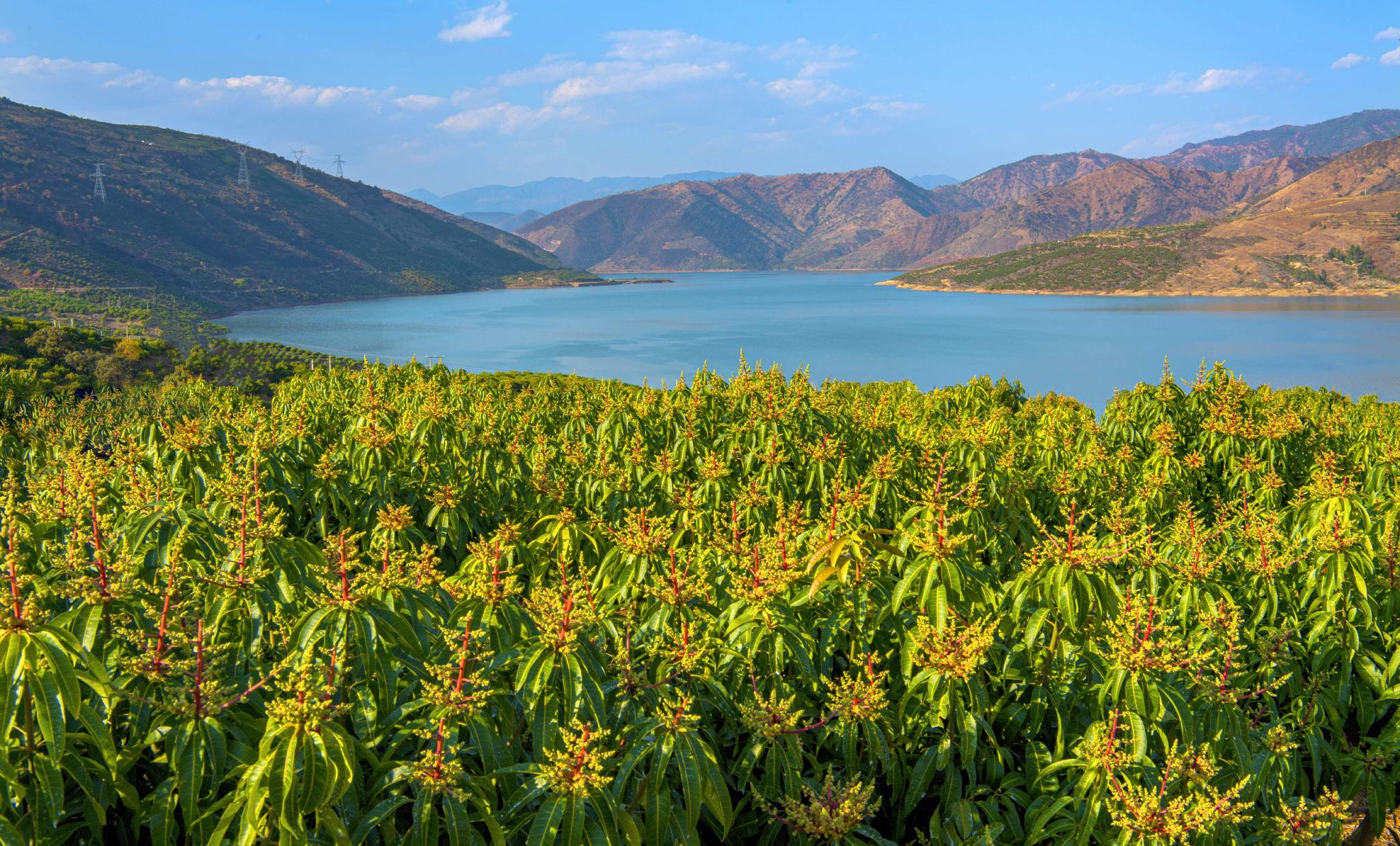 图为:金沙江沿岸的芒果园一角(周志鸿 于芒果花期拍摄)