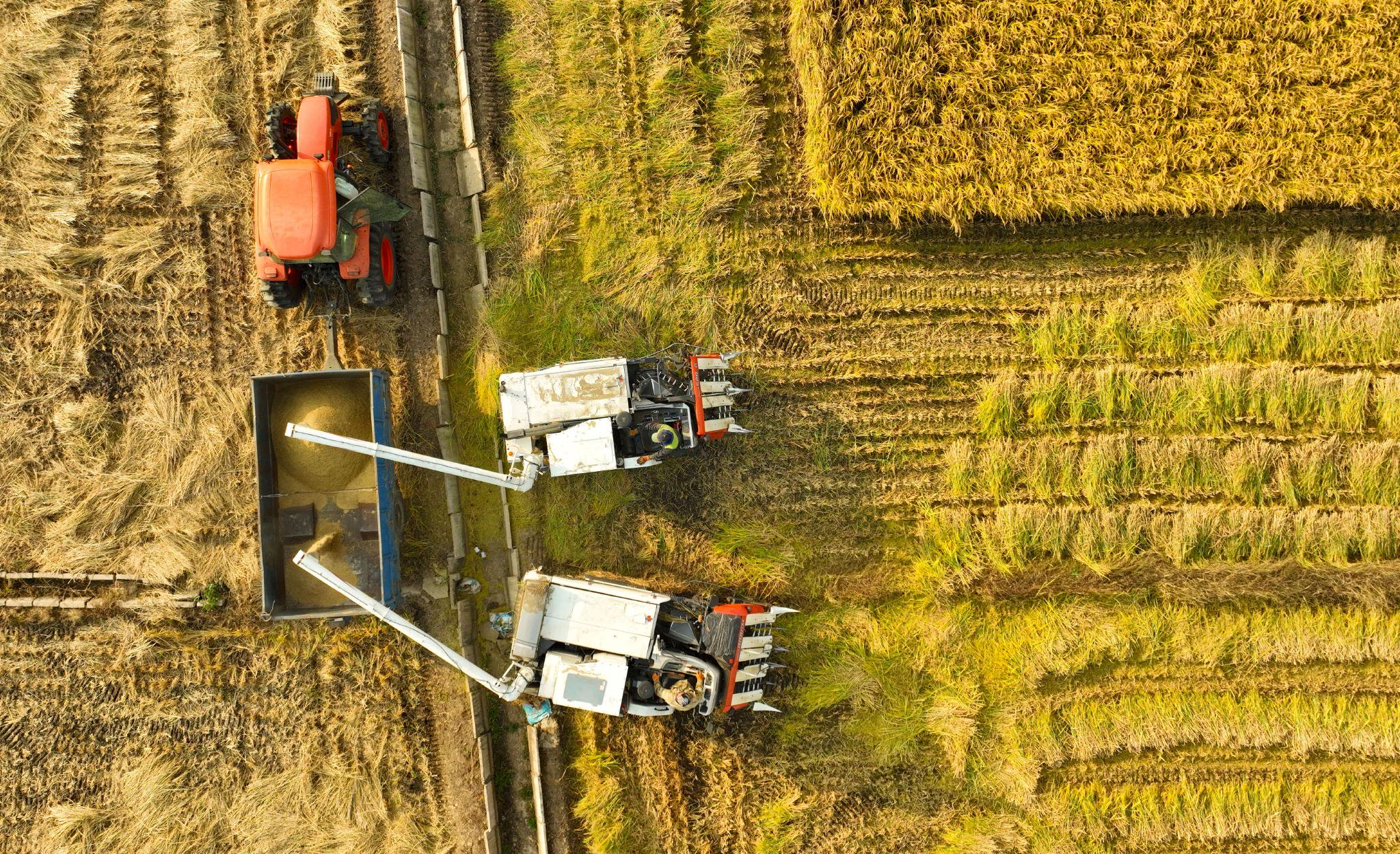 在辽宁省灯塔市东古城子村,水稻收割机将收割的水稻装车(2023年10月12