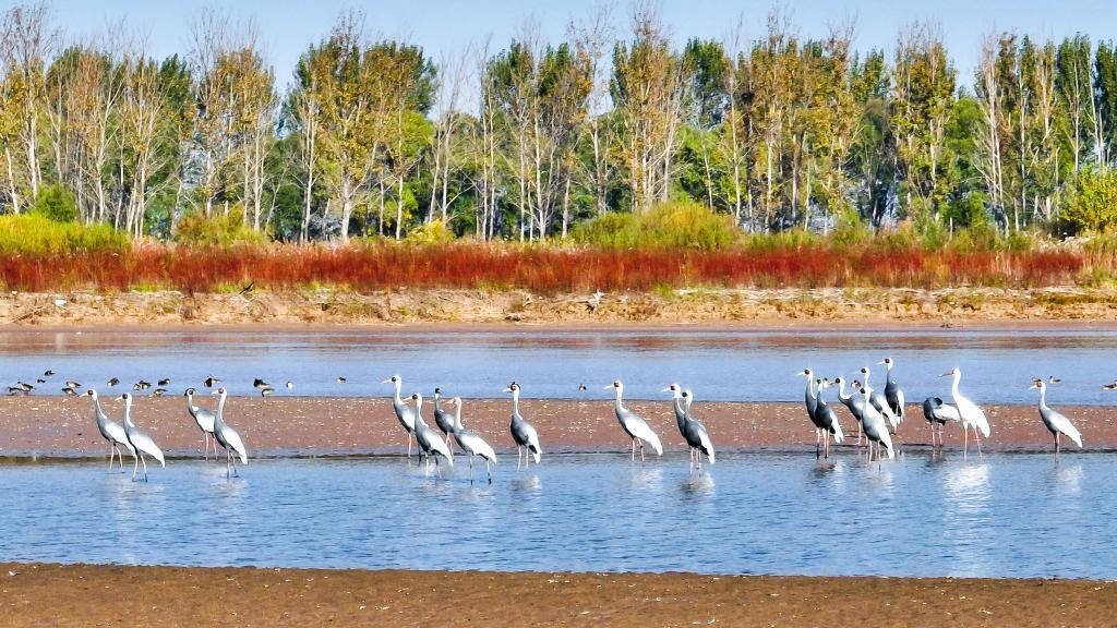 新时代中国调研行·黄河篇丨湿地修复让黄河口盐碱滩变动植物乐园