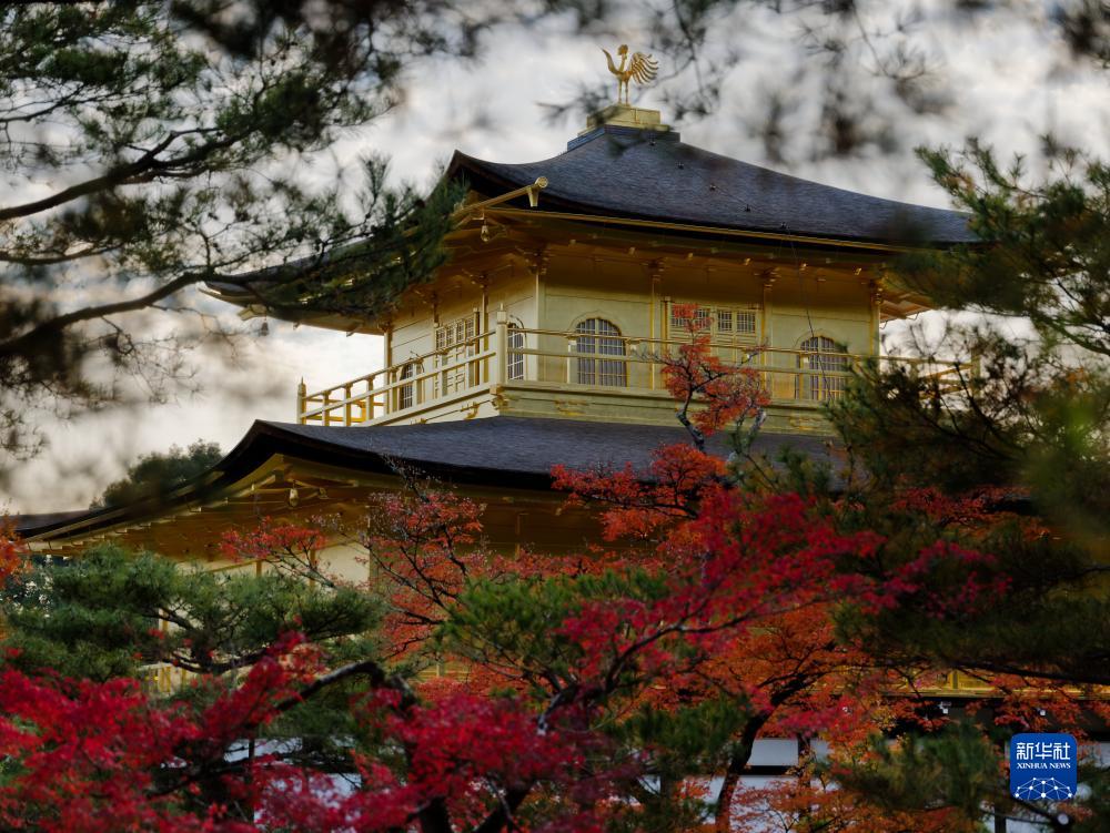 11月23日,红叶掩映日本京都金阁寺.
