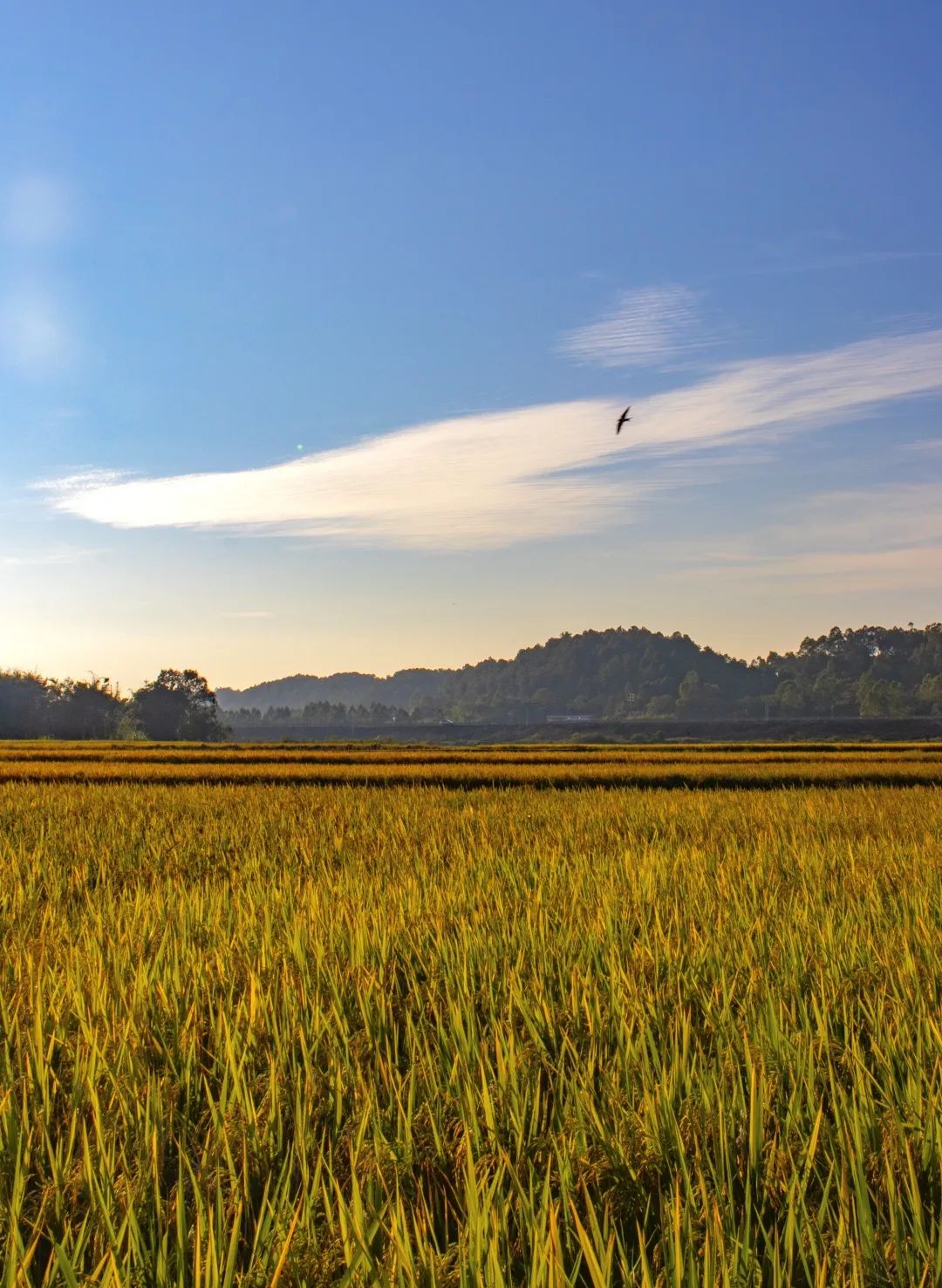 清城区东城街道黎塘村,小燕子在稻田上空自由自在飞翔.
