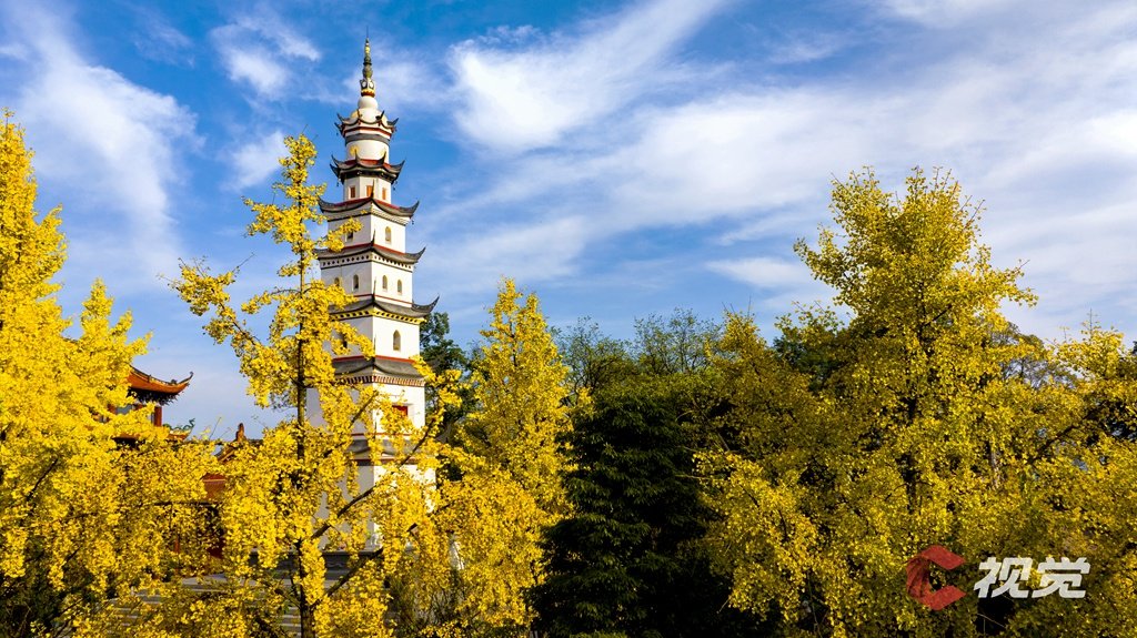 c视觉摄影师 郭迎伟道明镇白塔湖景区内的白塔寺,四周种有不少银杏树