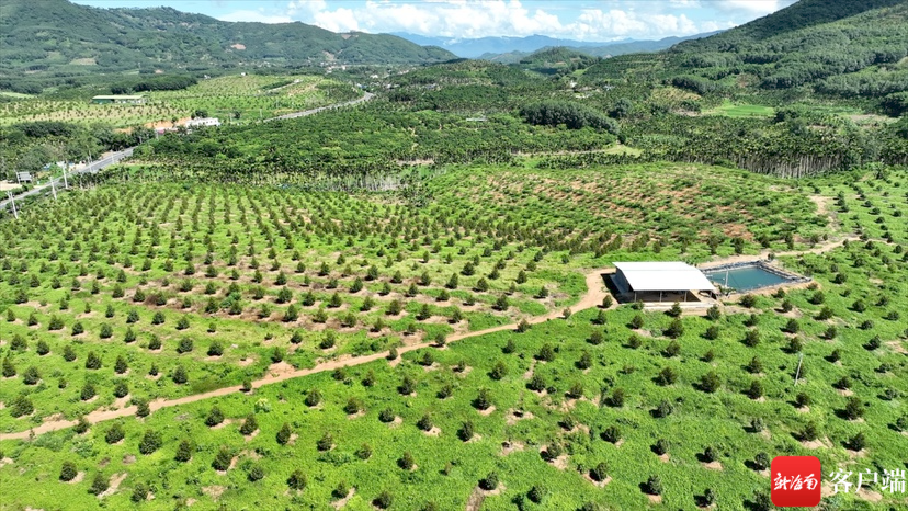 乐东黎族自治县志仲镇保国农场榴莲种植基地.记者 马子涛摄