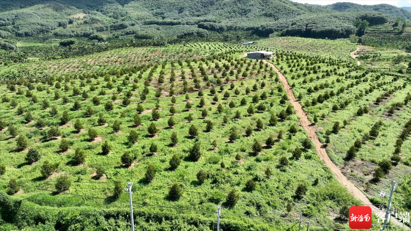 乐东黎族自治县志仲镇保国农场榴莲种植基地.记者 马子涛摄