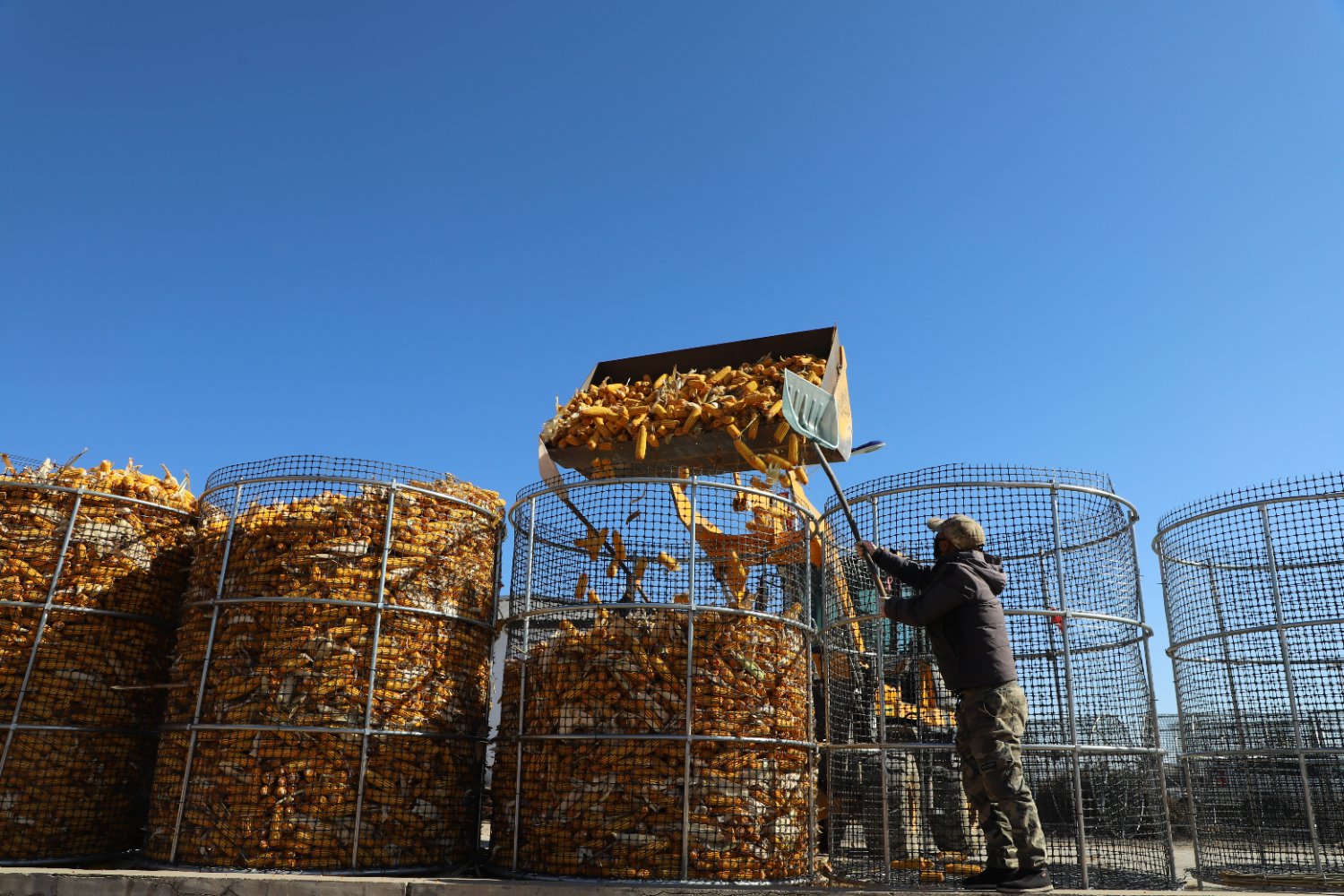 深秋季节,颗粒归仓,内蒙古自治区兴安盟突泉县一座座装满玉米的"苞米
