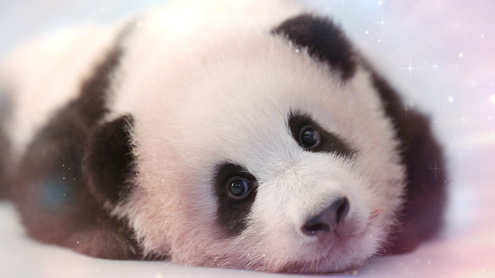 的"萌态"被捧为"国宝",而在那些保护者和科研人心中,大熊猫之所以珍贵