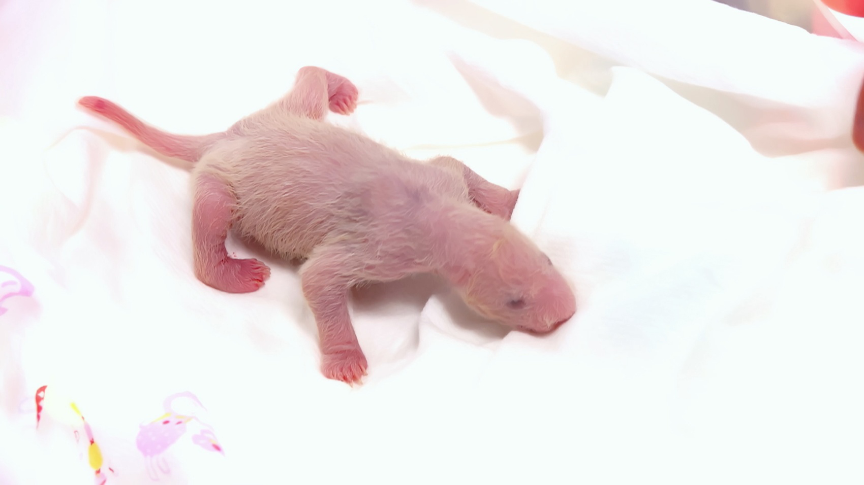 (刚出生的福宝)影片中的大熊猫"福宝"诞生于新冠疫情席卷全球的非常